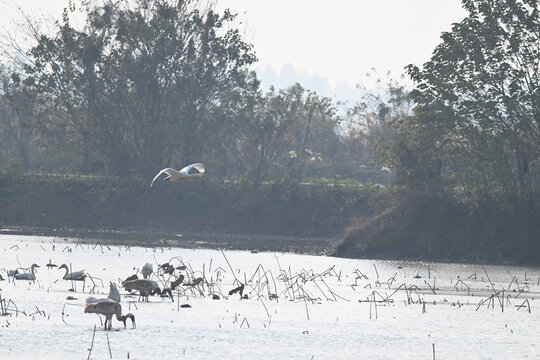snow geese in the snow