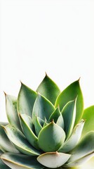 Fototapeta premium Lush succulents show thick green leaves in a bright rosette shape