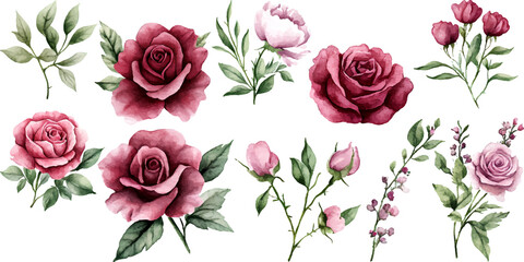 Watercolor Floral Clipart Set with Pink and Burgundy Roses, Peonies, Green Leaves, and Botanical Elements