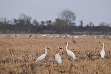 flock of seagulls
