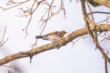 A fieldfare Turdus pilaris perched on a snowy tree branch in winter. Beautiful detailed close up of this wild bird in its natural habitat.