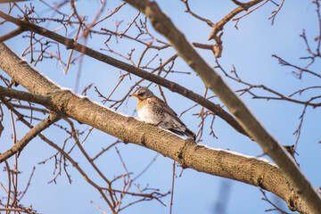 A fieldfare Turdus pilaris perched on a snowy tree branch in winter. Beautiful detailed close up of this wild bird in its natural habitat.