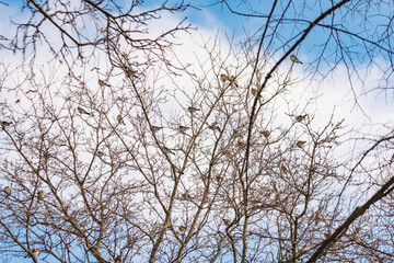 A group of fieldfares on a tree in the Europe. A fieldfare Turdus pilaris perched on a snowy tree branch in winter. Beautiful detailed close up of this wild bird in its natural habitat.
