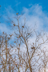 A group of fieldfares on a tree in the Europe. A fieldfare Turdus pilaris perched on a snowy tree branch in winter. Beautiful detailed close up of this wild bird in its natural habitat.