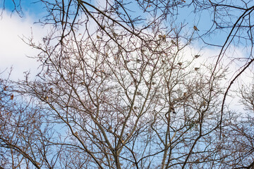 A group of fieldfares on a tree in the Europe. A fieldfare Turdus pilaris perched on a snowy tree branch in winter. Beautiful detailed close up of this wild bird in its natural habitat.