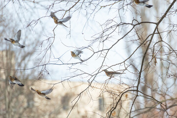 Group of birds flying across the tree. A fieldfare Turdus pilaris perched on a snowy tree branch in winter. Beautiful detailed close up of this wild bird in its natural habitat.