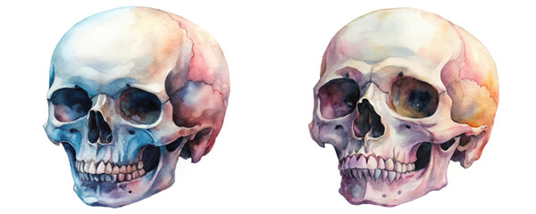Watercolor skull illustration, anatomical details, artistic style, educational purpose, colorful tones, unique design.