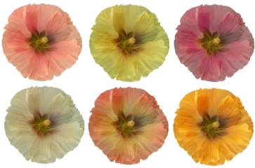 Set of hollyhock isolated on transparent background, spring pattern and design, collection of color gradient hollyhock flowers