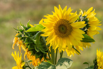 Obraz premium Close-up photo of a wild sunflower in a field, showcasing the vibrant petals and intricate details. Ideal for nature lovers and botanical enthusiasts. Bright yellow sunflower blooms in the field