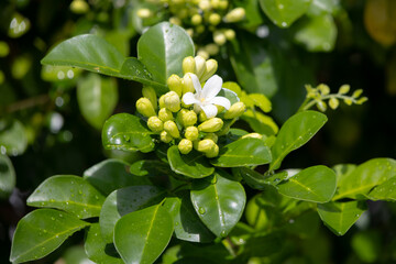 Murraya paniculata cluster of small, green buds is nestled among lush green leaves