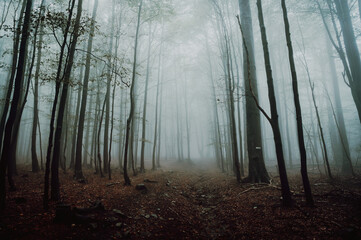 Obraz premium Gloomy misty forest in the Depressing autumn evening. Trees shadows vanishes into the distance