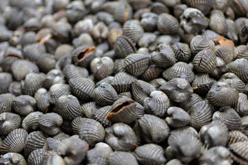 large pile of fresh clams is on display at a seafood market. The clams are piled high, creating a mound of glistening shells