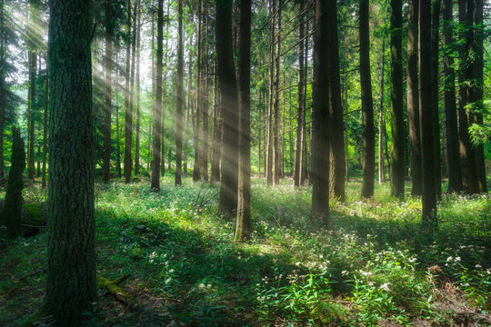 Beautiful light in the forest. Foreste Casentinesi national park, Tuscany, Italy.