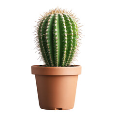 Tall green cactus with sharp spikes in a simple terracotta pot set against a clean backdrop for indoor decor
