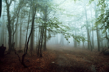 Misty melancholic forest. The silhouettes of the trees become hazy and indistinct, merging with the...