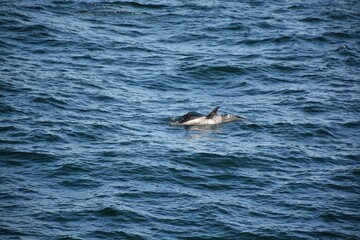 Naklejka premium Dolphin in the ocean