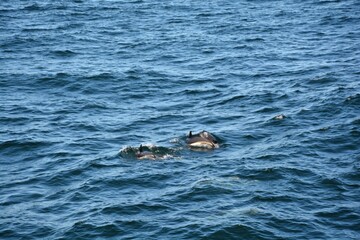 Fototapeta premium Dolphins in the ocean