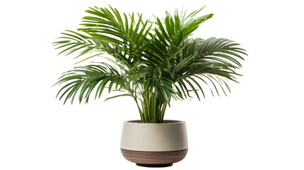 Obraz premium Modern indoor palm plant isolate on transparent background PNG.