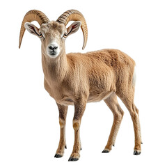 Angled view full body shot of extremely perfect looking single Urial animal isolated on a white transparent background