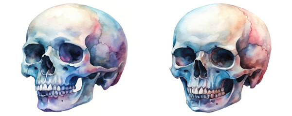 Watercolor skull illustration, artistic design, colorful details, anatomical perspective, educational art piece, unique decoration.