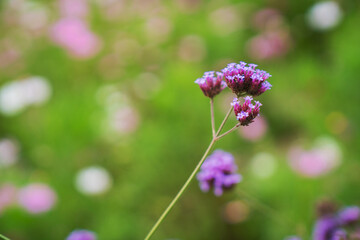 In the spring of southern China, the Gesang flowers in the garden bloomed on February 22, 2025