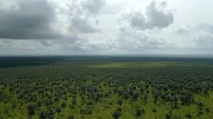 Aerial View of a Vast Palm Oil Plantation Under a Cloudy Sky