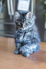 Gray white Maine coon cat portrait