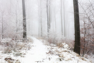 Naklejka premium snowy winter road, fantasy forest landscape