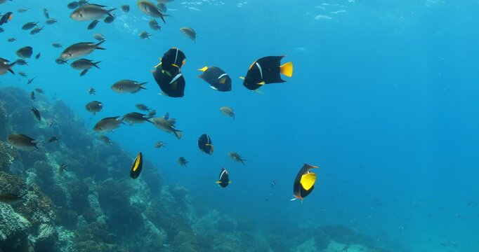 Vibrant Reef Fish of the Sea of Cortez: Underwater Wonders