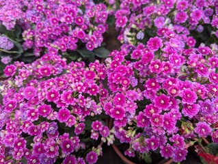 Close up of magenta Kalanchoe flowers (Widow's-thrill)