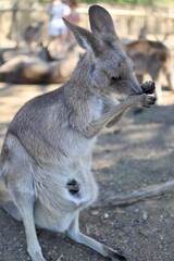 Mother kangaroo and baby joey