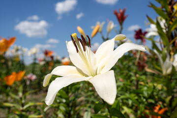 White lily flower in summer 