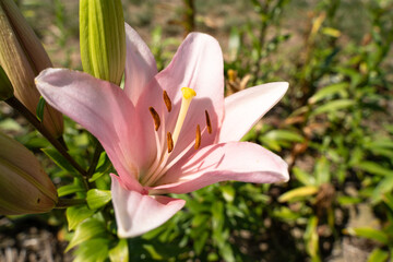 Obraz premium Pink lily flower in summer 