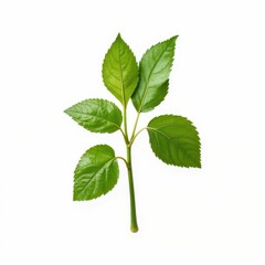 Obraz premium Fresh Green Leaf Branch Isolated Against White Backdrop Botanical Studio Shot Detailed Close Up