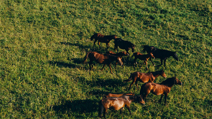 A group of horses grazing on lush green meadows under the warm glow of a sunset, creating a serene and picturesque scene