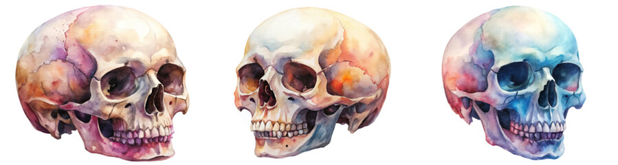 Watercolor skull illustrations, anatomical details, artistic style, vibrant colors, educational purpose, medical art.