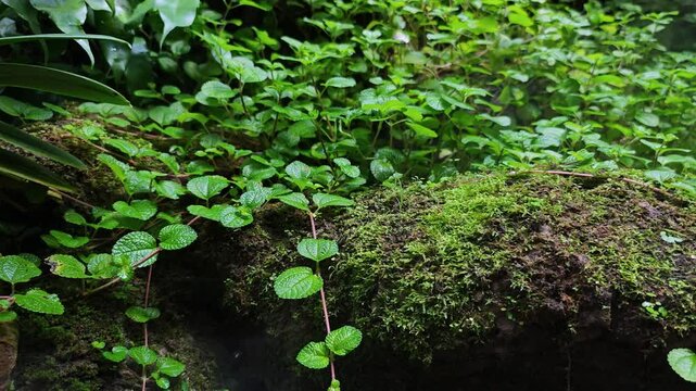 Pilea nummulariifolia (Creeping Charlie) on a tree trunk
