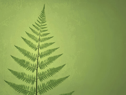 Fern frond on green textured background