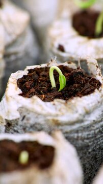 Vertical Time Lapse Growth Sprouting and Germination of Newborn Plants Food Production