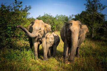 Wild elephant family in forest, baby elephant with parents in nature © Daisy