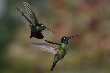 Two flying Fiery-throated Hummingbirds (Panterpe insignis), Costa Rica