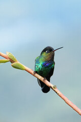Fiery-throated Hummingbird (Panterpe insignis) on a branch, Costa Rica