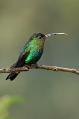 Fiery-throated Hummingbird (Panterpe insignis) on a branch, Costa Rica