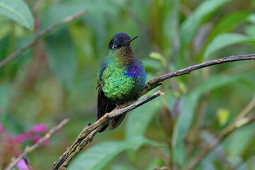 Fiery-throated Hummingbird (Panterpe insignis) on a branch, Costa Rica