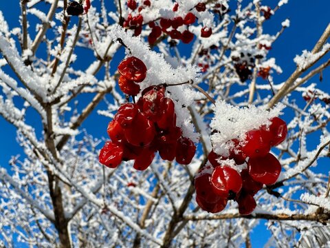 red berries on snow
