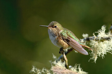 Female Volcano Hummingbird (Selasphorus flammula) on a branch, Costa Rica