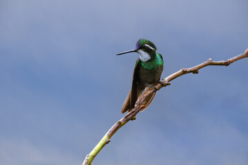 White-throated Mountain-gem (Lampornis castaneoventris) on a branch, Costa Rica