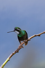 White-throated Mountain-gem (Lampornis castaneoventris) on a branch, Costa Rica