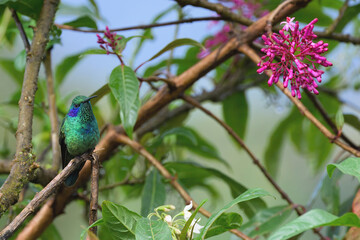 Lesser violet-ear Hummingbird (Colibri cyanotus) on a branch, Costa Rica