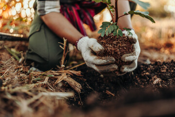 A gardener is planting a tree in the ground in the garden.